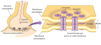 Sistema Nervioso II: señales eléctricas y químicas en las neuronas