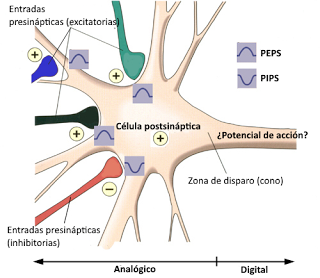 Sistema Nervioso II: señales eléctricas y químicas en las neuronas