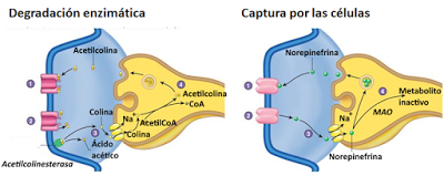 Sistema Nervioso II: señales eléctricas y químicas en las neuronas