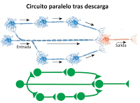 Sistema Nervioso II: señales eléctricas y químicas en las neuronas