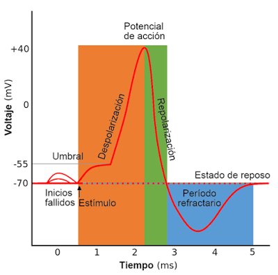 Sistema Nervioso II: señales eléctricas y químicas en las neuronas