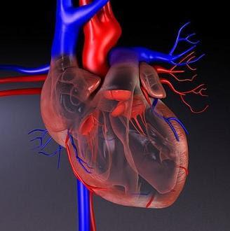 Sistema Circulatorio (I)