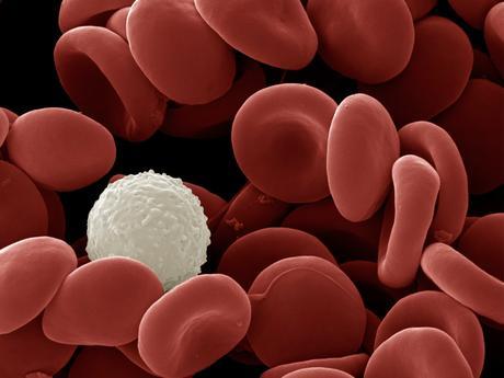 Sistema Circulatorio (I) Sistema Circulatorio (I)