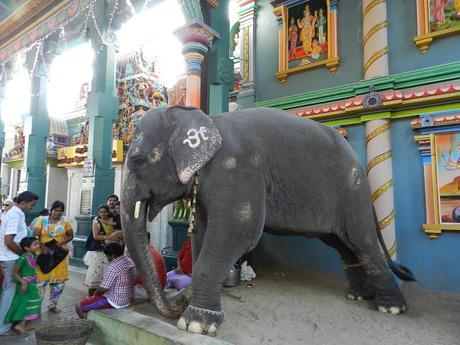 Mi experiencia en la universal ciudad de Auroville (India)