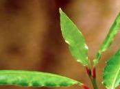 Remedios para picaduras mosquito caseros naturales