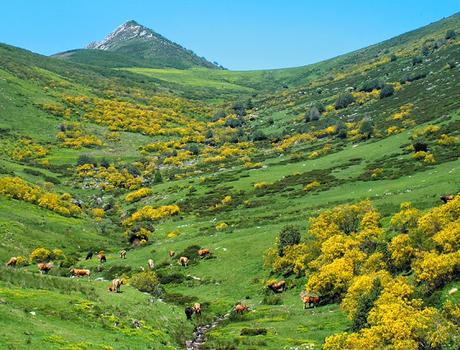 EL PAISAJE VEGETAL ESPAÑOL DE LA REGIÓN EUROSIBERIANA (CLIMA OCEÁNICO)