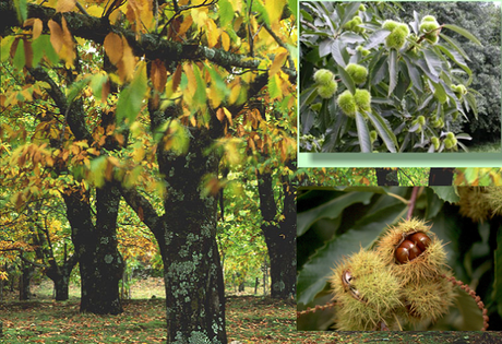 EL PAISAJE VEGETAL ESPAÑOL DE LA REGIÓN EUROSIBERIANA (CLIMA OCEÁNICO)