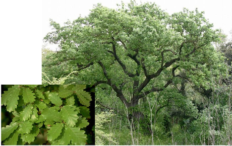 EL PAISAJE VEGETAL ESPAÑOL DE LA REGIÓN EUROSIBERIANA (CLIMA OCEÁNICO)