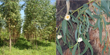 EL PAISAJE VEGETAL ESPAÑOL DE LA REGIÓN EUROSIBERIANA (CLIMA OCEÁNICO)