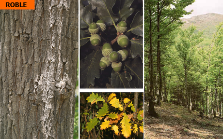 EL PAISAJE VEGETAL ESPAÑOL DE LA REGIÓN EUROSIBERIANA (CLIMA OCEÁNICO)