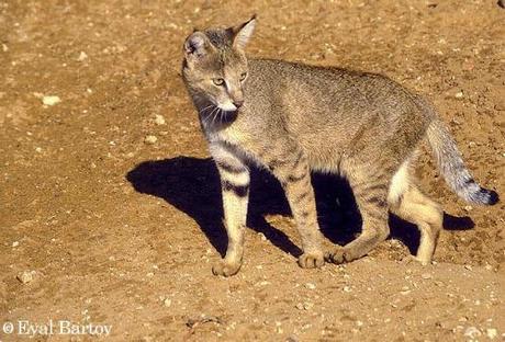 Gato de la jungla