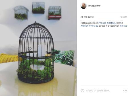 Plantas preservadas en decoración e interiorismo Liquen de Islandia y velas