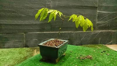 Una Wisteria : entre planta de acento - bonsai mame