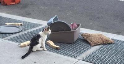 En Brooklyn, New York, un gato fue abandonado sin contemp...