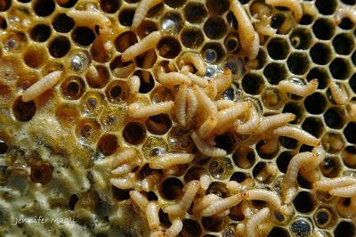 LARVAS DEL PEQUEÑO ESCARABAJO DE LAS COLMENAS (Aethina tumida)