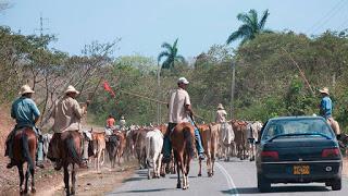 Potenciarán la ganadería en Cuba