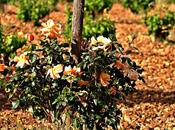 Viñedos comidas bodegas: Enoturismo/EnoToro2016.