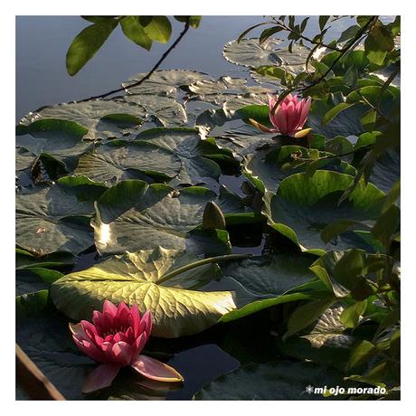 Belleza sobre el agua