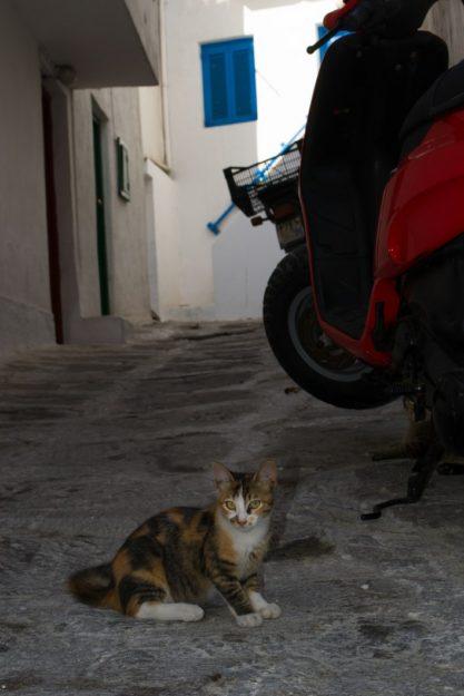 Mykonos Town, un pueblo plagado de gatos