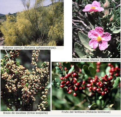 EL PAISAJE VEGETAL ESPAÑOL DE LA REGIÓN MEDITERRÁNEA (CLIMAS MEDITERRÁNEO COSTERO Y MEDITERRÁNEO CONTINENTALIZADO)