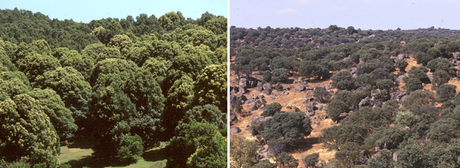 EL PAISAJE VEGETAL ESPAÑOL DE LA REGIÓN MEDITERRÁNEA (CLIMAS MEDITERRÁNEO COSTERO Y MEDITERRÁNEO CONTINENTALIZADO)