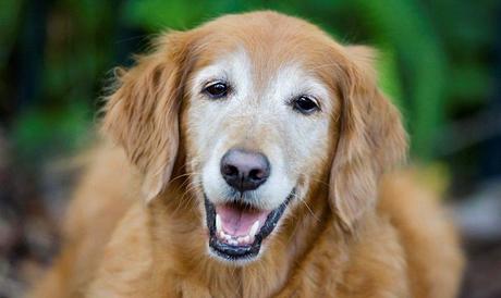 enfermedades típicas de la vejez