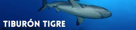 tiburon-tigre