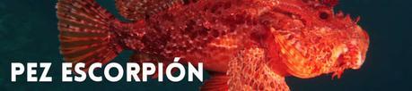 ANIMALES PELIGROSOS DEL MAR ROJO