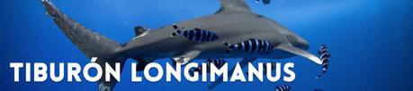 longimanus