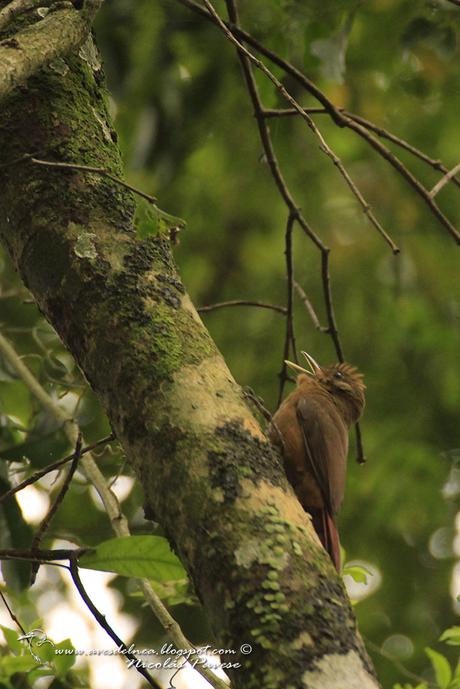 Arapasú (Plain-winged Woodcreper) Dendocincla turdina