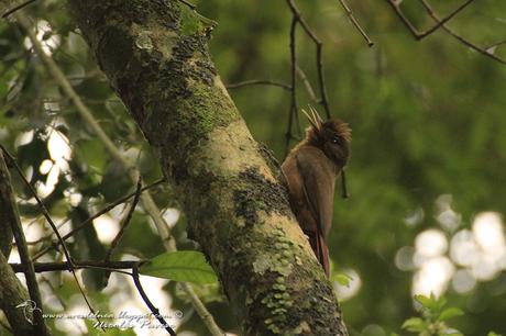 Arapasú (Plain-winged Woodcreper) Dendrocincla turdina Arapasú (Plain-winged Woodcreper) Dendocincla turdina