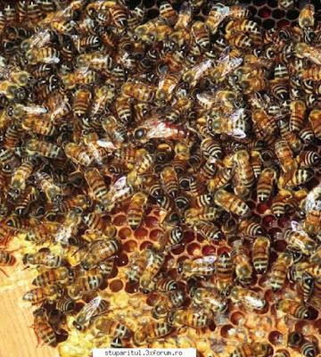  http://lafamiliapicola.blogspot.com/2016/06/curiosidades-abeja-de-el-cabo-apis.html