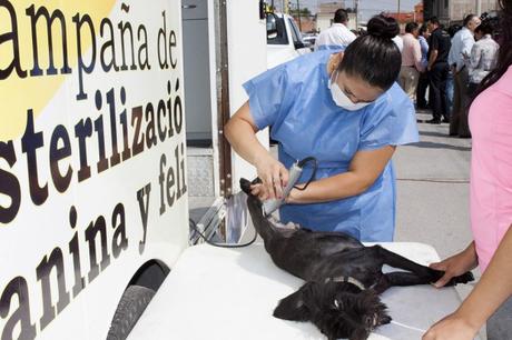 esterilizacion 1