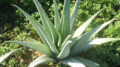 Aloe Vera