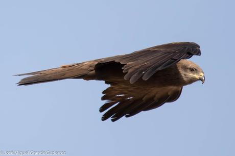 RAPACES POR EL SUR DE NAVARRA-PREY FOR SOUTHERN SPAIN NAVARRE