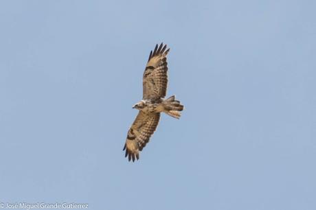 RAPACES POR EL SUR DE NAVARRA-PREY FOR SOUTHERN SPAIN NAVARRE