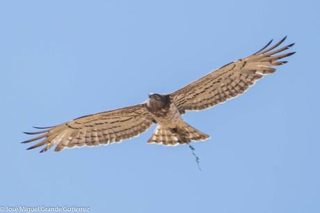 RAPACES POR EL SUR DE NAVARRA-PREY FOR SOUTHERN SPAIN NAVARRE