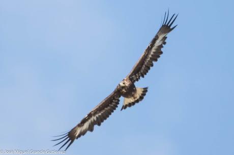 RAPACES POR EL SUR DE NAVARRA-PREY FOR SOUTHERN SPAIN NAVARRE