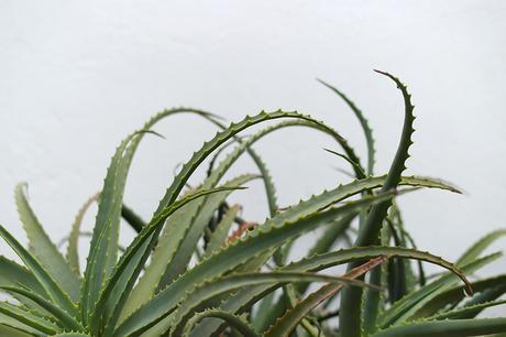 HUMMING BIRD BIKINI HUMMING BIRD BIKINI