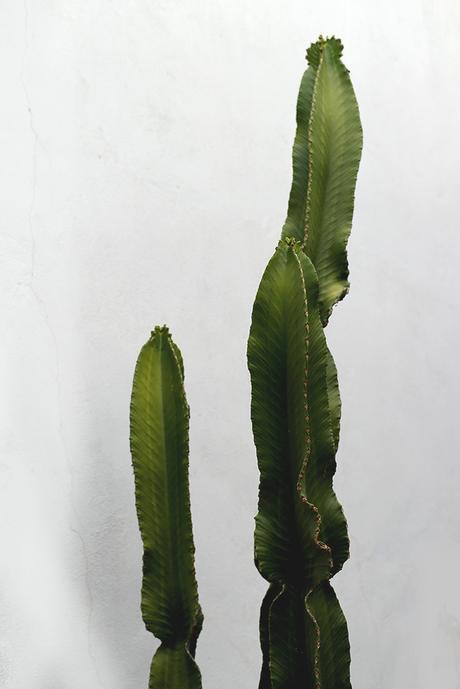 HUMMING BIRD BIKINI HUMMING BIRD BIKINI