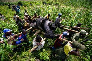 Virunga: lo que el capitalismo es Virunga: lo que el capitalismo es