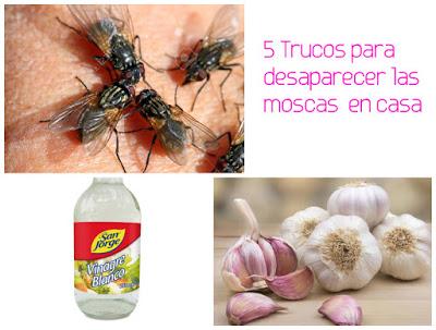 5 Trucos para eliminar o espantar las moscas en casa