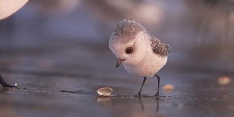 Piper, el nuevo cortometraje de Pixar