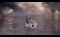 Piper, el nuevo cortometraje de Pixar