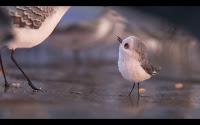 Piper, el nuevo cortometraje de Pixar