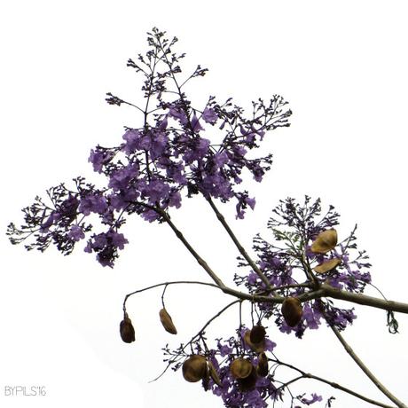 flor3