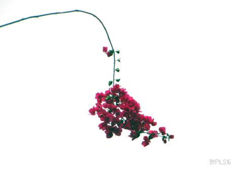 flor11