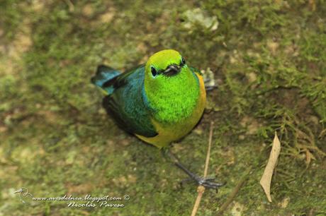 Tangará bonito (Blue-naped Chlorophonia) Chlorophonia cyanea