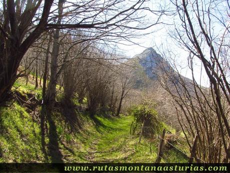 Camino entre avellanos