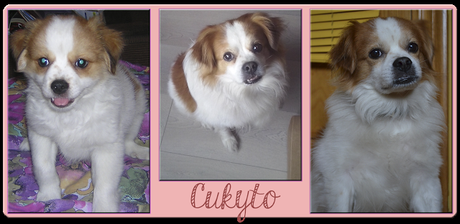 Bizcoflan- Cumple de Cuky